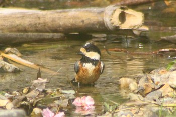 2021年4月25日(日) 愛知県知多市日長勢鎌　旭公園の野鳥観察記録