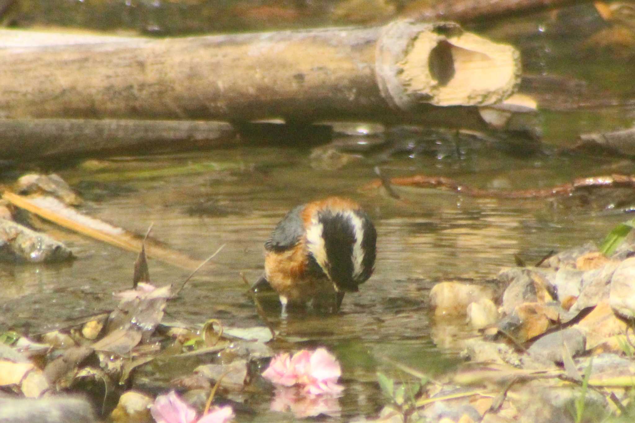 愛知県知多市日長勢鎌　旭公園 ヤマガラの写真 by 佐藤 好生