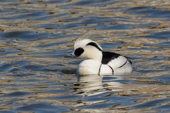 Smew Oizumi Ryokuchi Park Sun, 2/19/2017