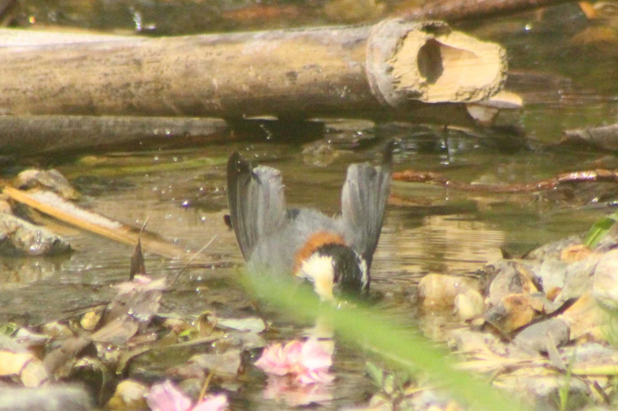 愛知県知多市日長勢鎌　旭公園 ヤマガラの写真 by 佐藤 好生