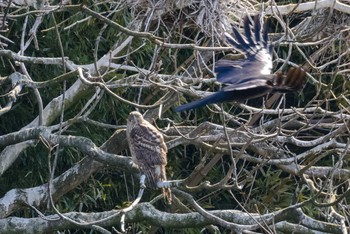 Eurasian Goshawk Oizumi Ryokuchi Park Sun, 2/19/2017