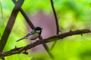 Japanese Tit Kitamoto Nature Observation Park Sun, 4/25/2021