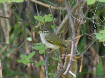 2021年4月25日(日) 金ヶ崎公園(明石市)の野鳥観察記録