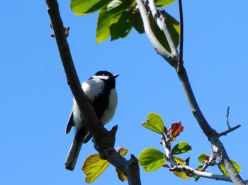 Japanese Tit 勝山公園 Mon, 4/26/2021