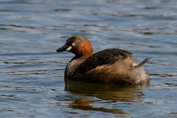 Little Grebe Oizumi Ryokuchi Park Sun, 2/19/2017