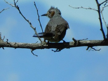 Brown-eared Bulbul 氏家ゆうゆうパーク(さくら市氏家) Mon, 4/26/2021