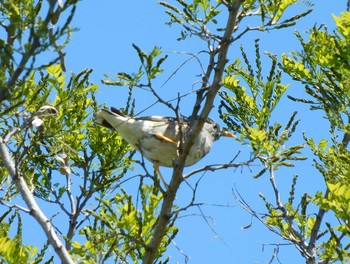 White-cheeked Starling 氏家ゆうゆうパーク(さくら市氏家) Mon, 4/26/2021