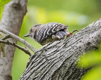 コゲラ 秋ヶ瀬公園(野鳥の森) 2021年4月25日(日)