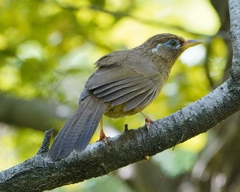 ガビチョウ 秋ヶ瀬公園(ピクニックの森) 2021年4月25日(日)