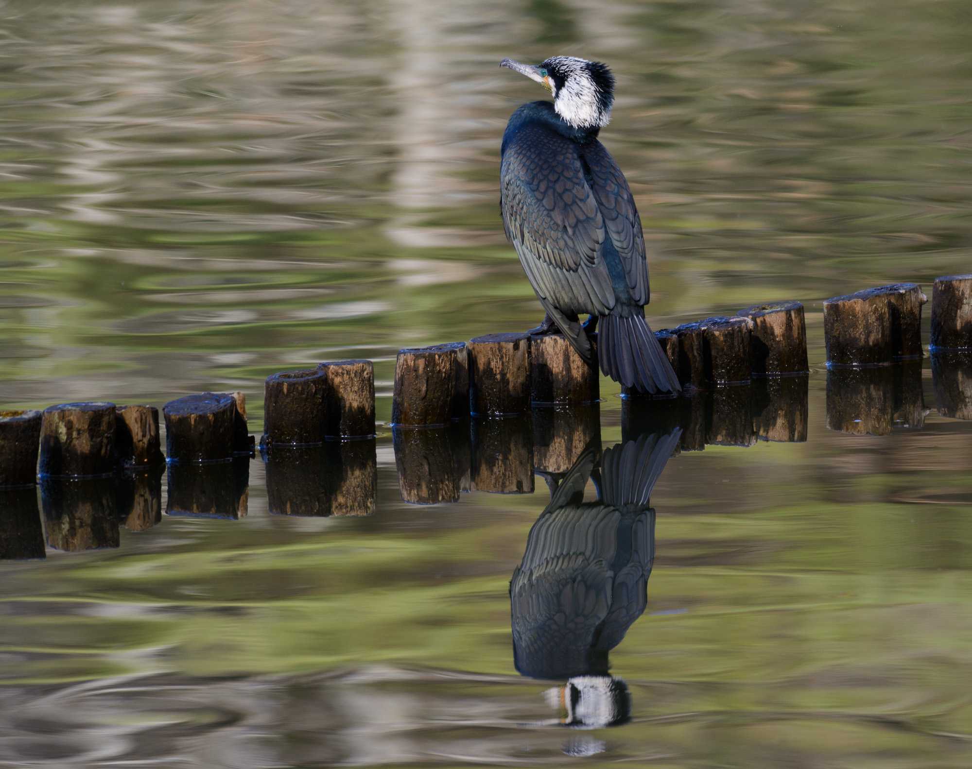 Great Cormorant