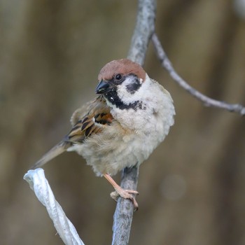 Eurasian Tree Sparrow Hattori Ryokuchi Park Sat, 4/24/2021