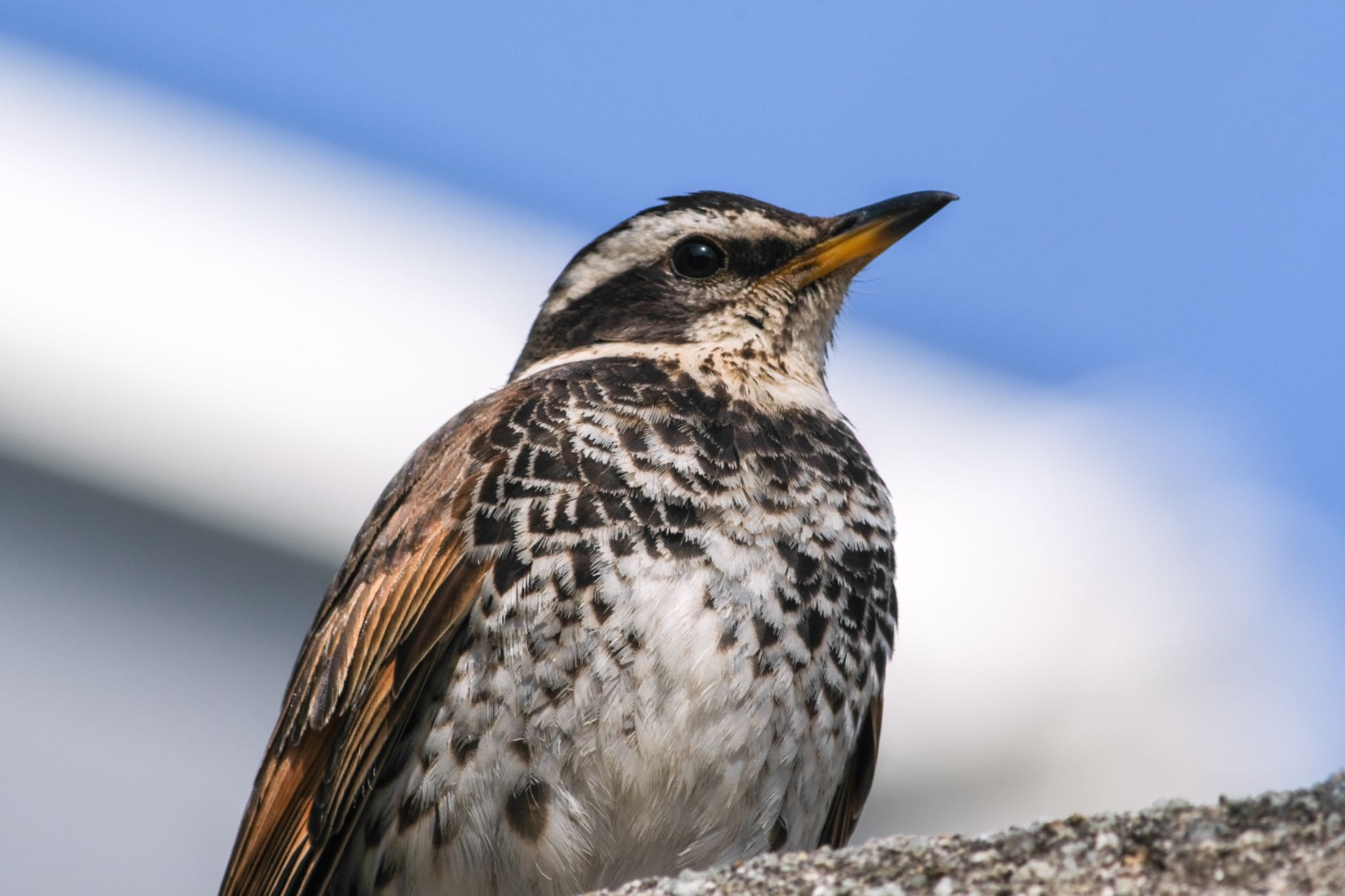 Photo of Dusky Thrush at  by アール・ケー