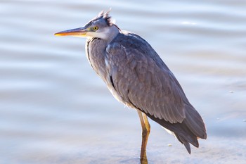 Grey Heron Unknown Spots Fri, 1/1/2021