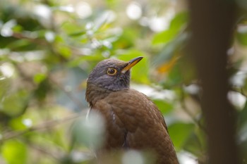 Pale Thrush Unknown Spots Sun, 2/2/2020