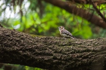 Japanese Pygmy Woodpecker Kitamoto Nature Observation Park Sun, 4/25/2021