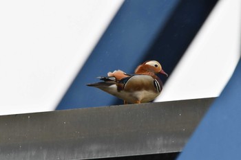 Mandarin Duck 最上川　庄内大橋 Sun, 4/25/2021