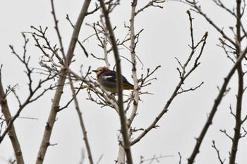 Chestnut-cheeked Starling 最上川　庄内大橋 Sun, 4/25/2021