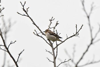 Chestnut-cheeked Starling 最上川　庄内大橋 Sun, 4/25/2021