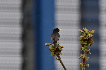 クロツグミ 最上川　庄内大橋 2021年4月25日(日)