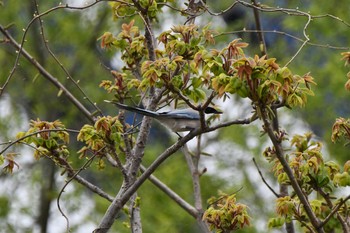 Azure-winged Magpie 最上川　庄内大橋 Sun, 4/25/2021