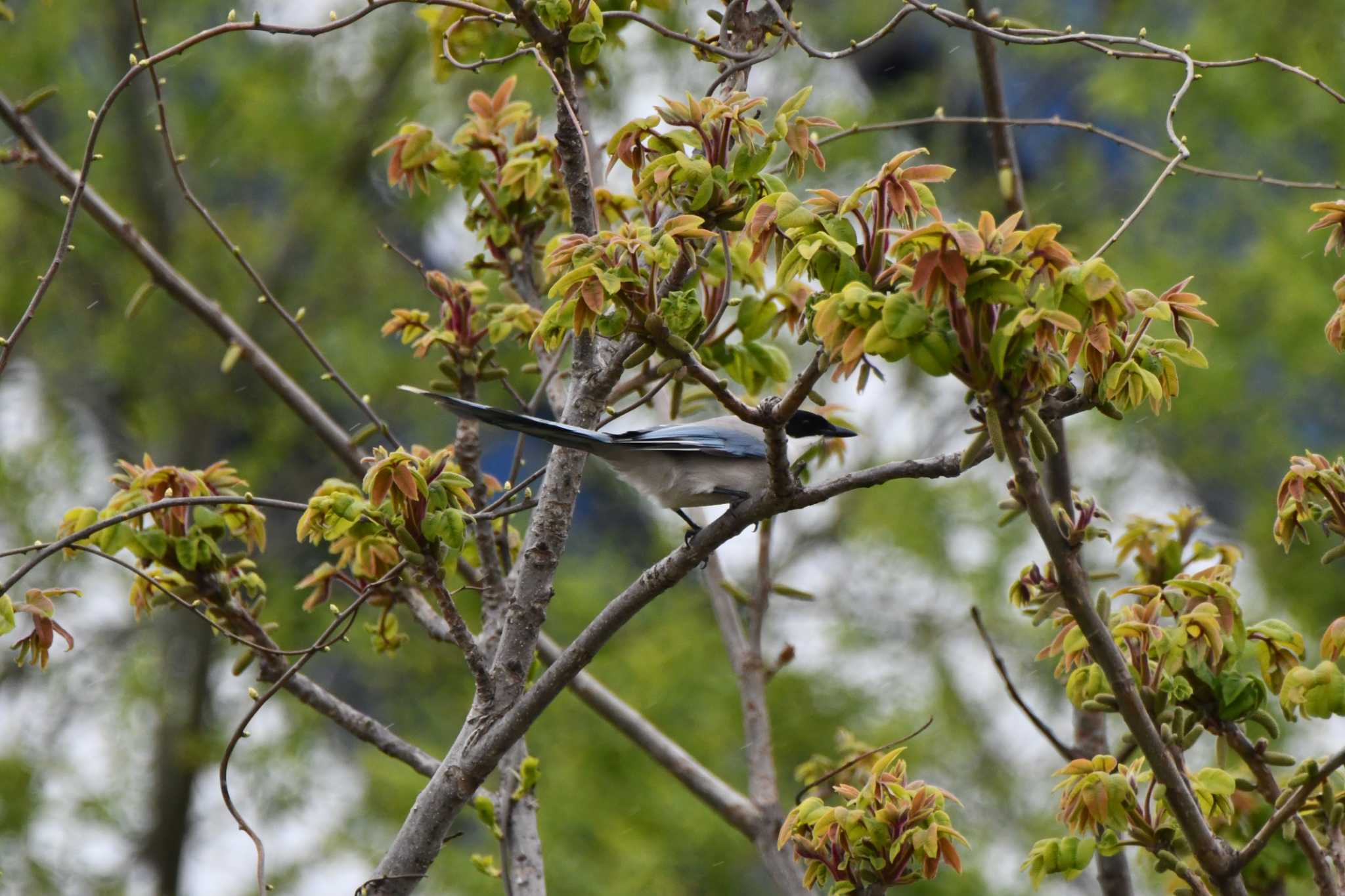 Photo of Azure-winged Magpie at 最上川　庄内大橋 by のぶ