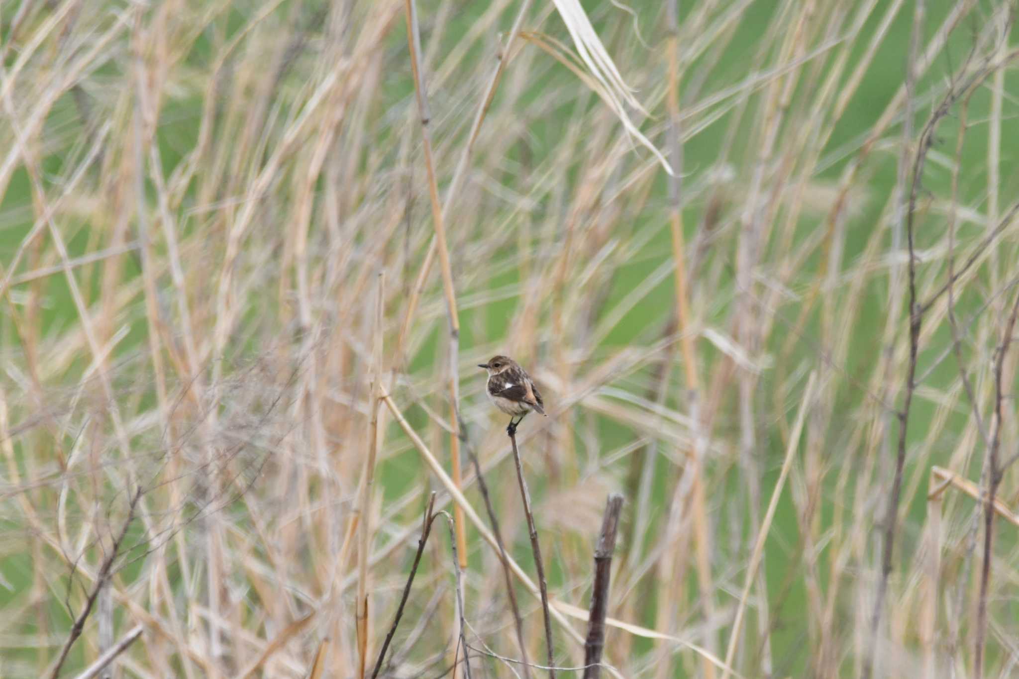 Photo of Amur Stonechat at 最上川　庄内大橋 by のぶ