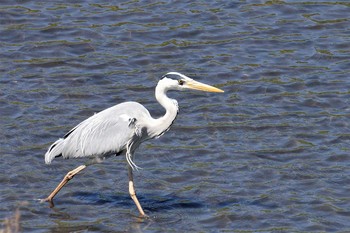 2021年4月26日(月) 見沼たんぼの野鳥観察記録