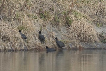 2017年2月25日(土) 滋賀県甲賀市甲南町創造の森の野鳥観察記録