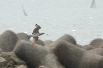 2021年4月25日(日) 葛西臨海公園の野鳥観察記録
