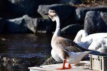 ガチョウ 川場田園プラザ 2021年4月24日(土)