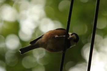 Varied Tit 伏見稲荷 Sun, 4/25/2021