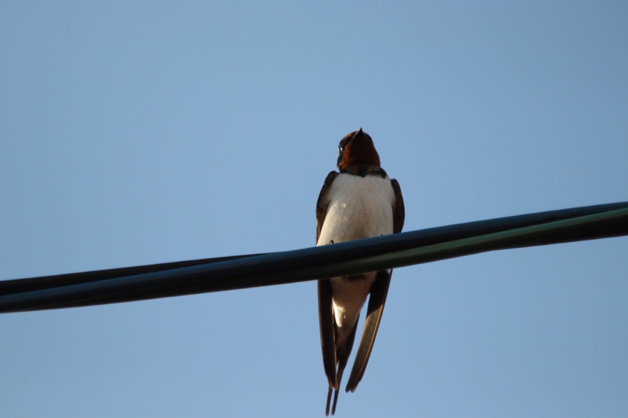 Photo of Barn Swallow at 伏見稲荷 by 蕾@sourai0443