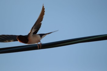 Barn Swallow 伏見稲荷 Sun, 4/25/2021