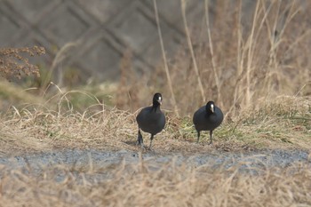 オオバン 滋賀県甲賀市甲南町創造の森 2017年2月25日(土)