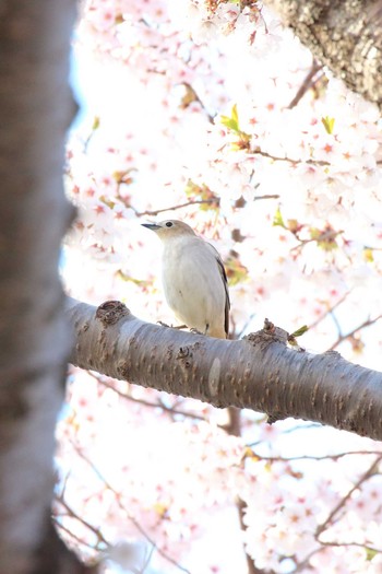 Chestnut-cheeked Starling Goryokaku Park Fri, 5/3/2019