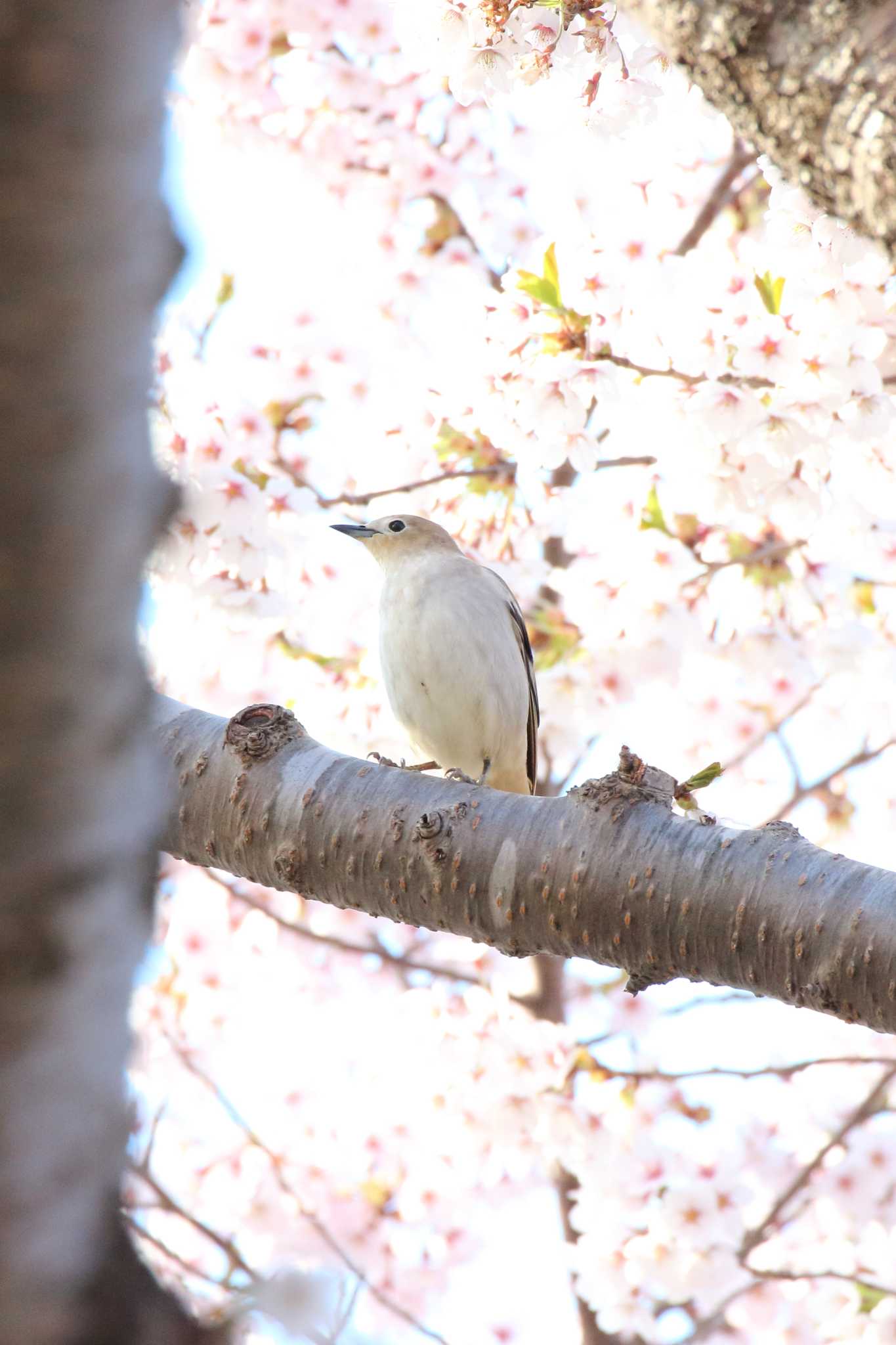 Chestnut-cheeked Starling