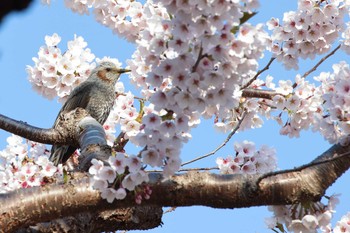 Brown-eared Bulbul Goryokaku Park Fri, 5/3/2019