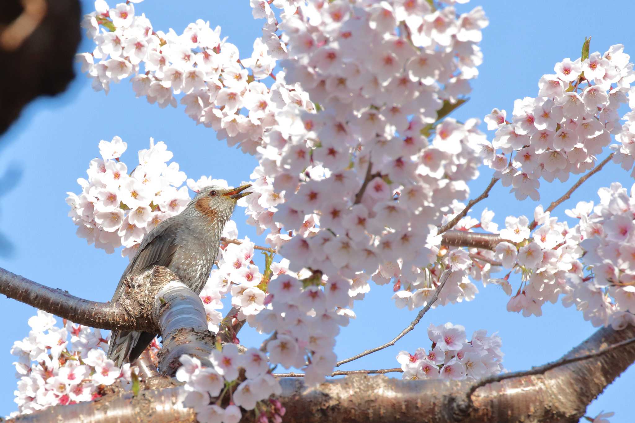 Photo of Brown-eared Bulbul at Goryokaku Park by 小鳥遊雪子