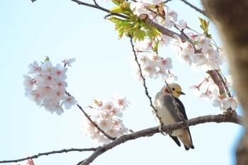 Chestnut-cheeked Starling Goryokaku Park Fri, 5/3/2019