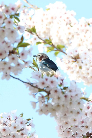 Chestnut-cheeked Starling Goryokaku Park Fri, 5/3/2019