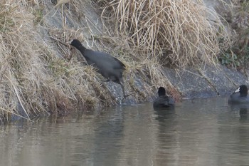 オオバン 滋賀県甲賀市甲南町創造の森 2017年2月25日(土)