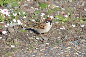 Eurasian Tree Sparrow Goryokaku Park Fri, 5/3/2019