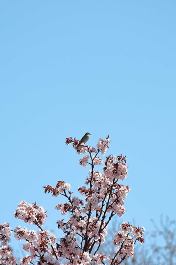 Japanese Bush Warbler 野幌森林公園 Sun, 5/5/2019