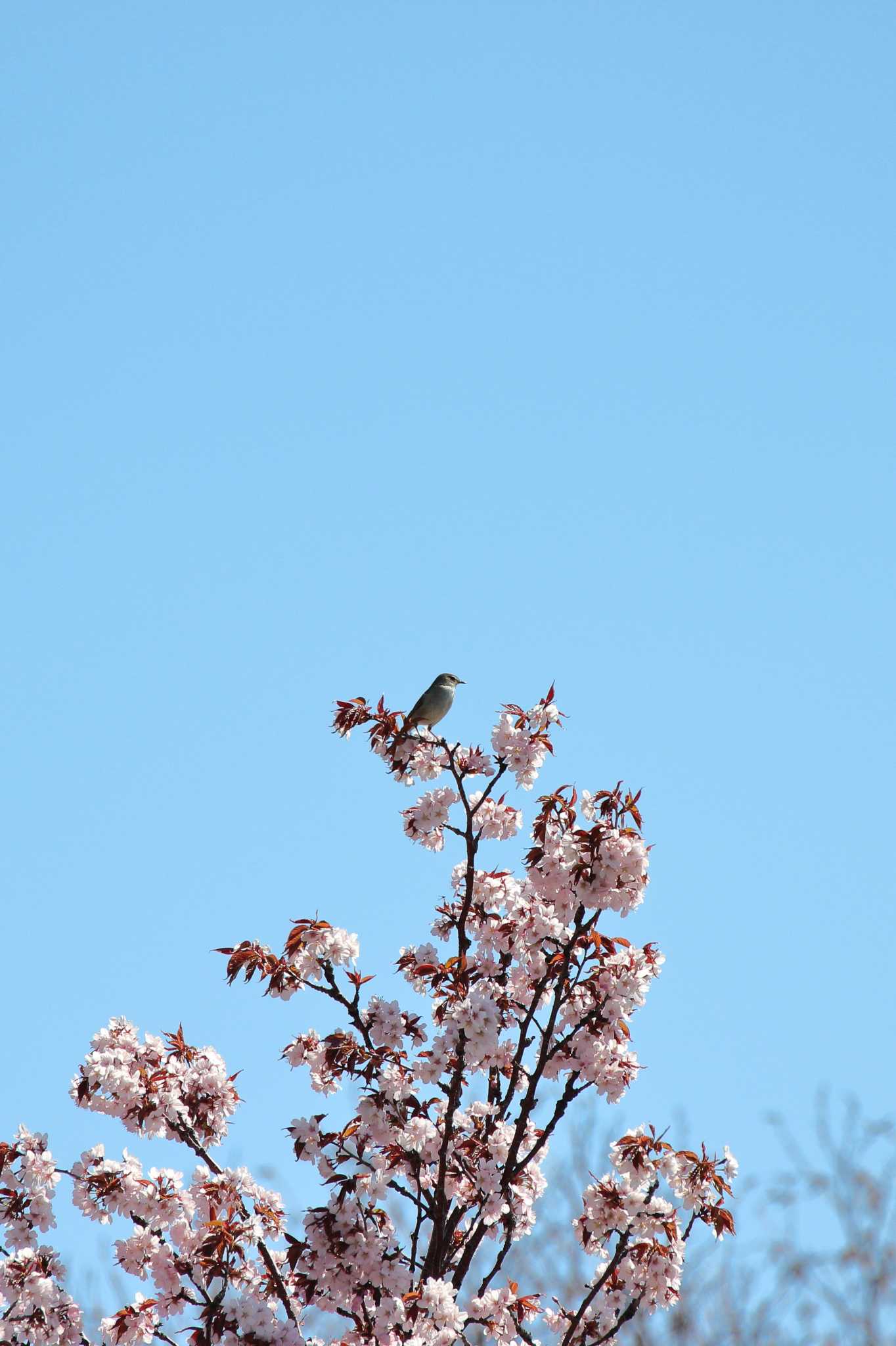野幌森林公園 ウグイスの写真 by 小鳥遊雪子