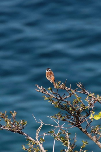 Meadow Bunting 立待岬 Sun, 5/19/2019