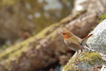 Japanese Robin Yanagisawa Pass Sat, 4/24/2021