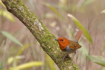 Japanese Robin Yanagisawa Pass Sat, 4/24/2021