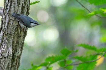 Sat, 9/7/2019 Birding report at 道南四季の杜公園