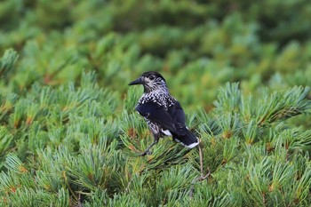 2019年8月17日(土) 西穂独標の野鳥観察記録