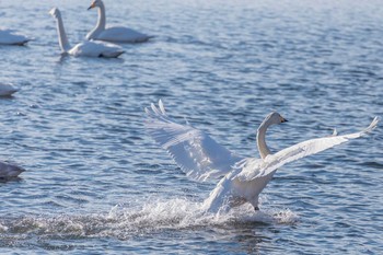 オオハクチョウ 大沼国立公園 2019年12月30日(月)